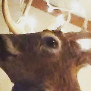 Meet your Posher, Levi